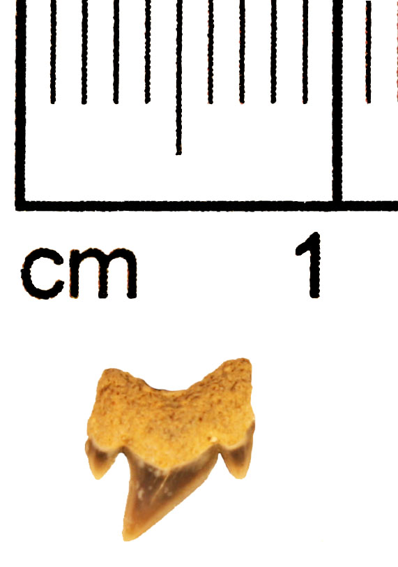 Another micro-#FossilFriday post! This teeny-tiny tooth belongs to extinct Mackerel shark Archaeolamna kopingensis. While this species is found in the Cretaceous (~75-65 million years ago) sediments of New Jersey, this specimen is actually from the Mesa Verde Group of Wyoming.