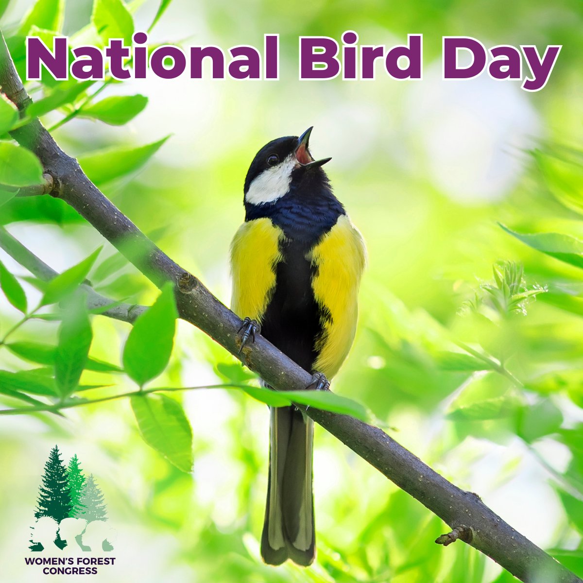 🦉 Happy National Bird Day! 🕊️ 

Whether they soar high above or visit our backyard feeders, we appreciate the beauty and unique songs birds bring to our days. 

Do you have any special bird-watching stories to share? 🦜📸  

#NationalBirdDay #WomenInForestry