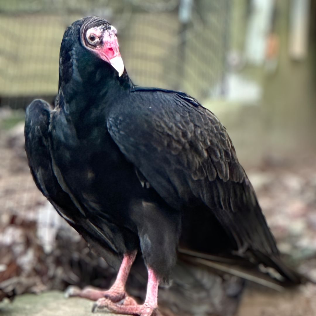 wncnaturecenter's tweet photo. It’s National Bird Day! What better time to introduce you to Morticia, our new turkey vulture. She was hatched in the wild and suffered a buckshot wound to her shoulder. As a result, she’s unable to fly. She came to us from Zoo America in Hershey, PA, and is 11 or 12 years old. https://t.co/ghleqUJpXN