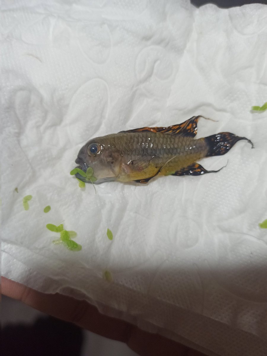 Dert ortağımı klozete atıp sifonu çekeli 3 ay olmuş.