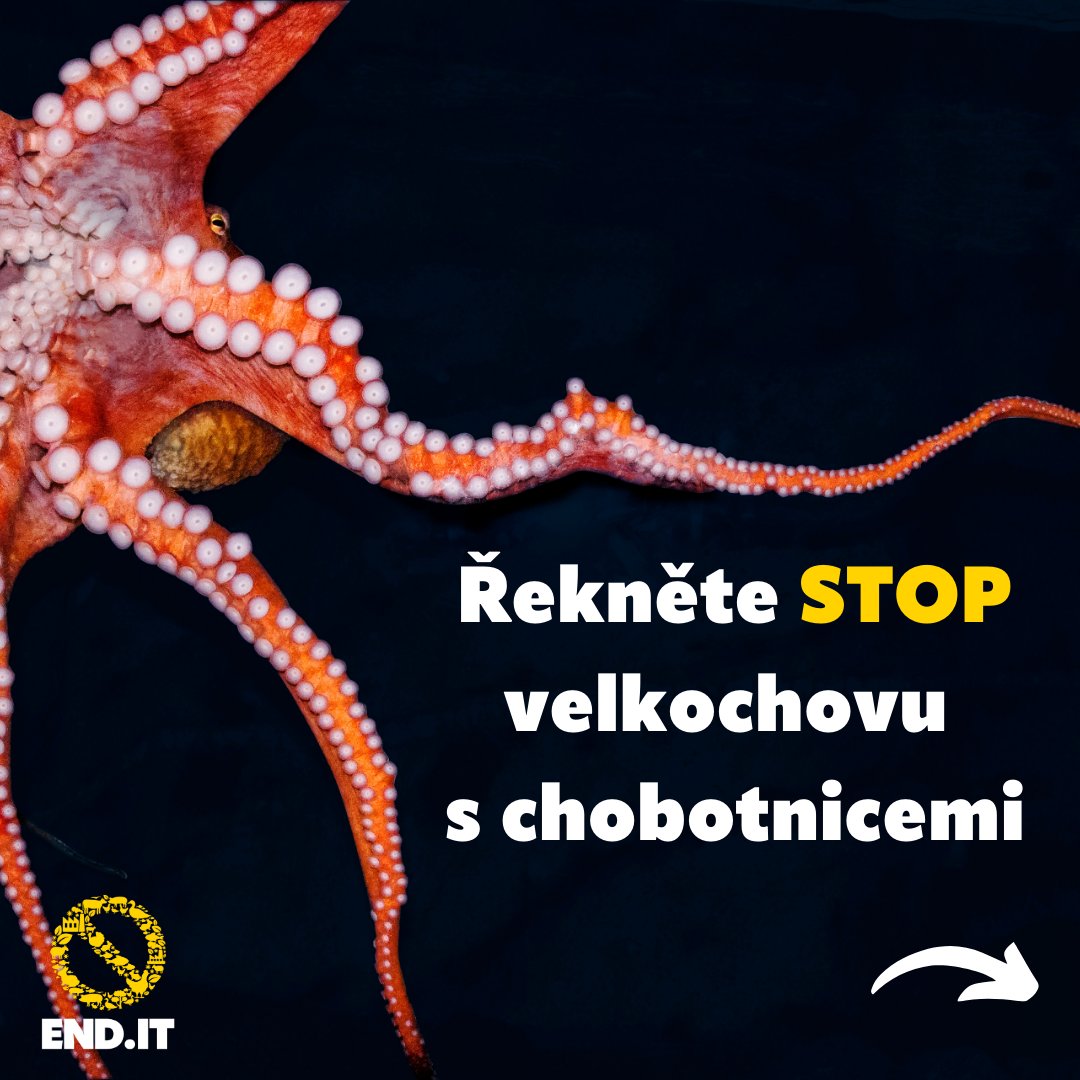 CIWF_CZ's tweet photo. Na obranu chobotnic.
Už asi víte, že dlouho bojujeme proti otevření prvního velkochovu s chobotnicemi na světě. #stopoctopusfarm
Teď potřebujeme vaši pomoc: https://t.co/sxeB6C79qr https://t.co/nqGJCbfFF1