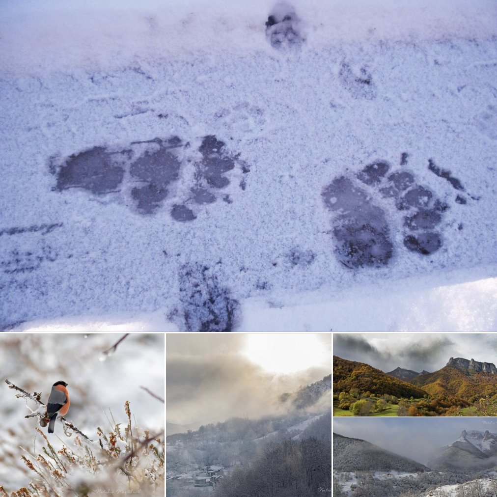 StepsforLIFE2's tweet photo. ❄️❄️❄️La nieve es un precioso libro abierto que cuenta fantásticas historias de criaturas que lo habitan, respetemos nuestra biodiversidad y protejamos nuestro hogar y el todos.

Link al post de nuestro cuaderno de campo: https://t.co/Qt46SjsAU0 https://t.co/N30CxnsvV8