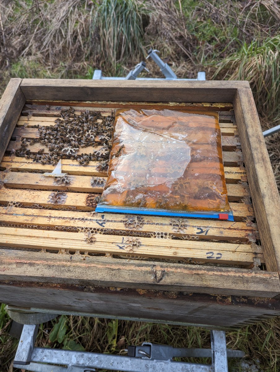 Out checking on 84, my main wintering yard. Probably half a dozen looking a bit dodgy, the rest look good. Odd one had a baggy feeder dropped in there. The bee equivalent of a nice warm cuppa.😜