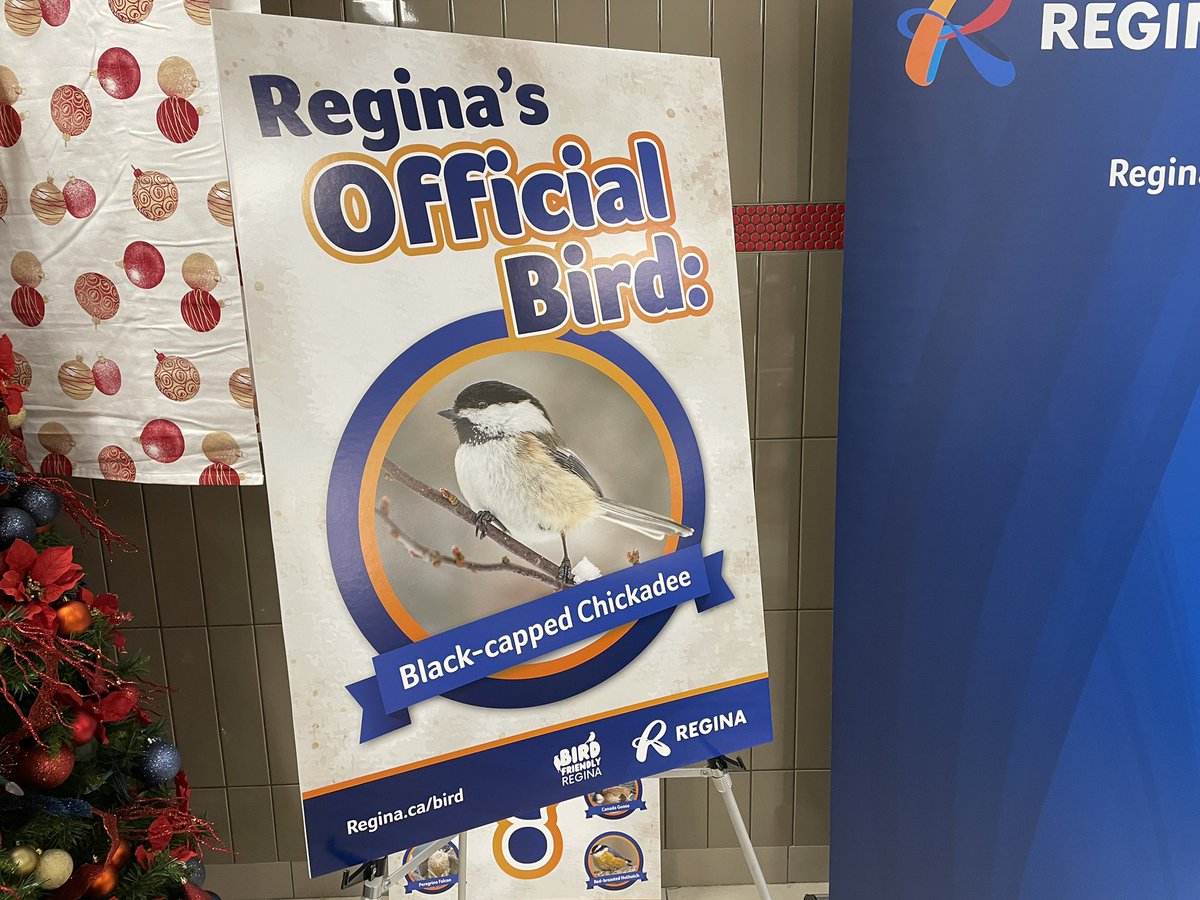 AlexanderQuon's tweet photo. It’s official. Regina’s official bird is the Black-Capped Chickadee! We share that official bird with the City of Calgary. #yqr #yqrcc https://t.co/TjzSJPp2vN