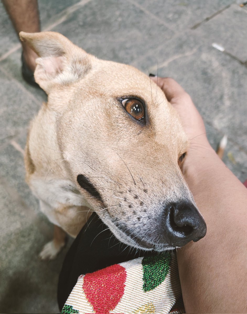 muthu_tara's tweet photo. 🫠 when they look at me like this. 

#indies #dogs #animallove #dogdofchennai #furbabies #lovefordogs https://t.co/TtJ97AyJa8