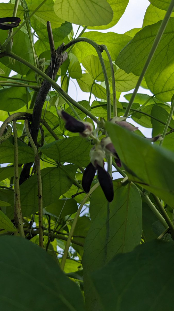 Gahun Bandah #purplevelvetbeans #Mahumaatholhi #Fehurihi #Fulhadhoo