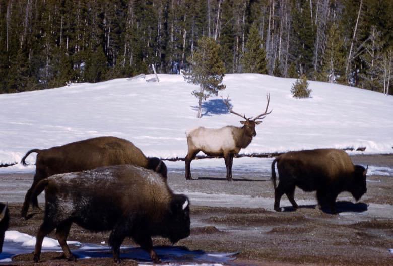 NatlParkService's tweet photo. What do you get when you cross an elk with a bison? ⁣
⁣
Hurt. You get hurt. ⁣ https://t.co/jHO0stN6zC