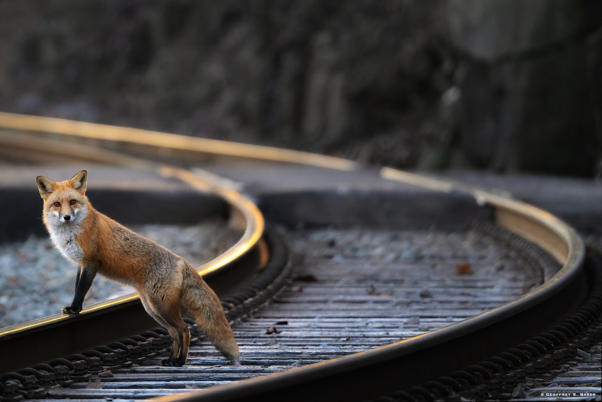 Fox Tracks, Ellicott City, MD #fox #patapsco #ellicottcity #maryland #NaturePhotography #NatureBeauty #naturelovers #wildlifephotography #nikonz8