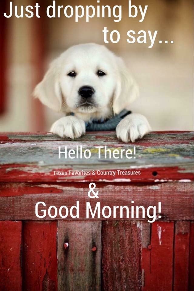 Good morning. ❣️🐾🐶

#goldenretriever #goldenretrievers
#FridayFeeling #FridayVibes #fridaymorning #FridayMotivation #Diane #SexistShaun #Trans #Hyunjin #TheFBI #Shaq #NightSwim #sohee #TheUN #FlashbackFriday #FursuitFriday #RedFriday