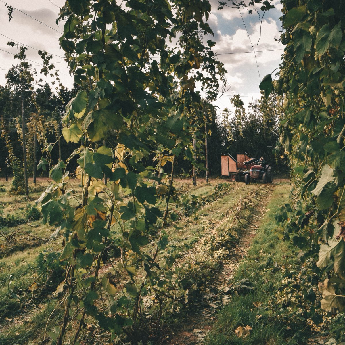 Mayfield_Gin's tweet image. Our beautiful craft gin is a celebration of the village of Mayfield, where the fields are filled with hops and the air is sweet with the scent of natural botanicals.

#SussexHopGin #MayfieldDistillery #LocalHops #CraftGin