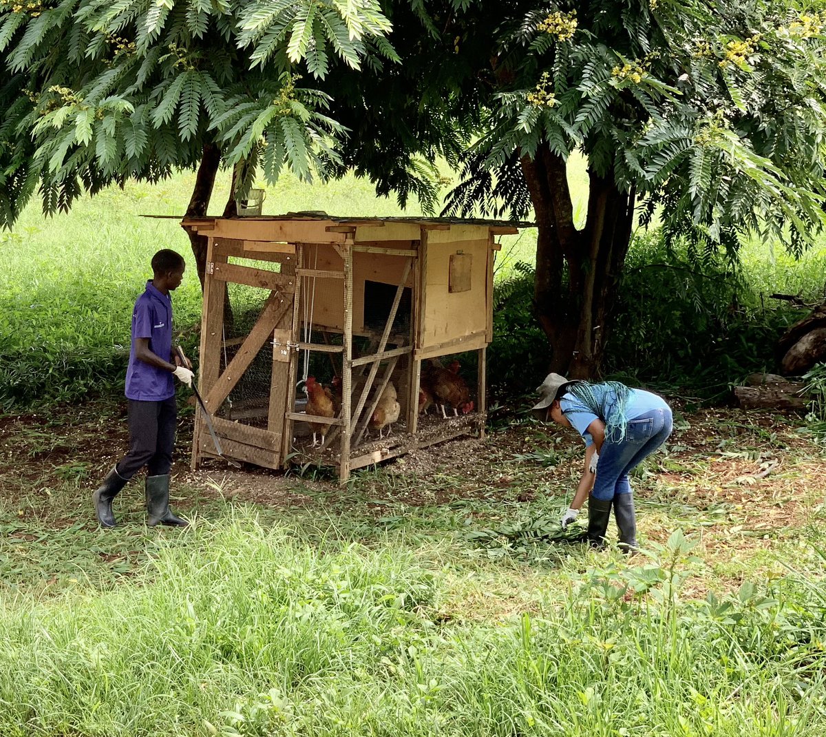 RICA_Rwanda's tweet photo. Let’s commend the invaluable contribution of Rica student volunteers, even during their term break. Their  commitment to making a difference is appreciated. A shoutout to these dedicated volunteers for their role in shaping a brighter future year-round! @RwandaAgri @Rwanda_Edu https://t.co/mOD7Zv4zxT