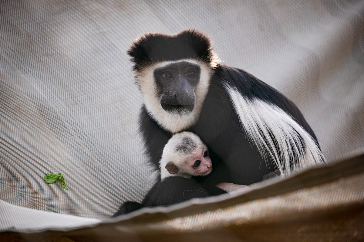 MemphisZoo's tweet photo. Fun Fact Friday! Colobus monkeys have fewer facial muscles than other primates and are born completely white with a pink face! #memphiszoo #zoo #colobusmonkeys #primates #babymonkey #cute #funfactfriday https://t.co/vyYlkKmzLo