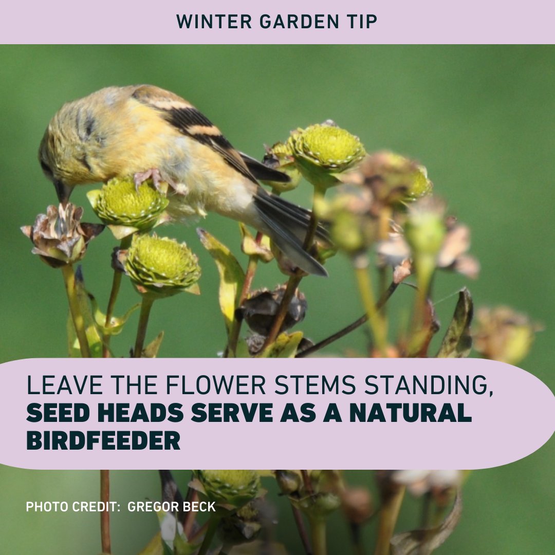 DavidSuzukiFDN's tweet photo. Winter garden tip: leave the plant stems with seedheads standing tall and voilà; you've got yourself a natural birdfeeder! #NationalBirdDay #NativePlants https://t.co/MXLCWsOgc3