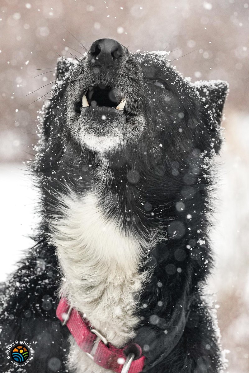 grumpyhighlandr's tweet photo. A howlin snow day in the mountains #SonyAlpha https://t.co/hnP0RH9sF0