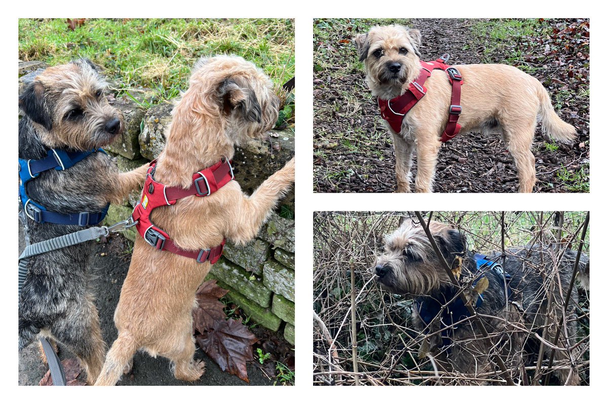 Took the boys out in their very smart new @RuffwearUK harnesses.