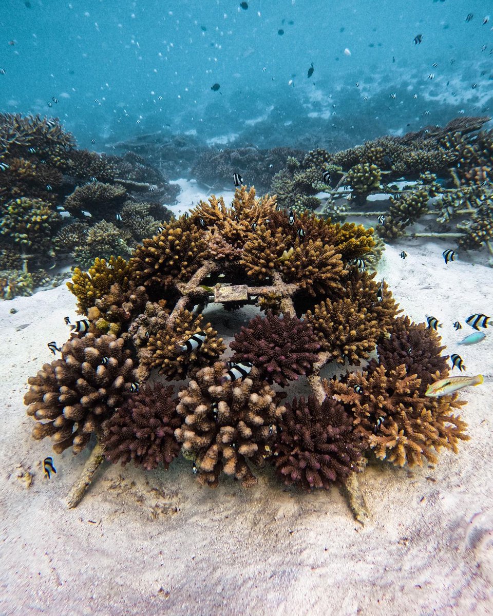 🐬 #FIDUCIAL soutient le projet de #Thecoralplanters ! #Association qui œuvre pour la restauration des #fondsmarins, en particulier les coraux. 🙌 Nous sommes fiers d'ajouter cette action dans nos engagements #RSE. Pour apporter votre contribution ➡️lnkd.in/4G0r4+