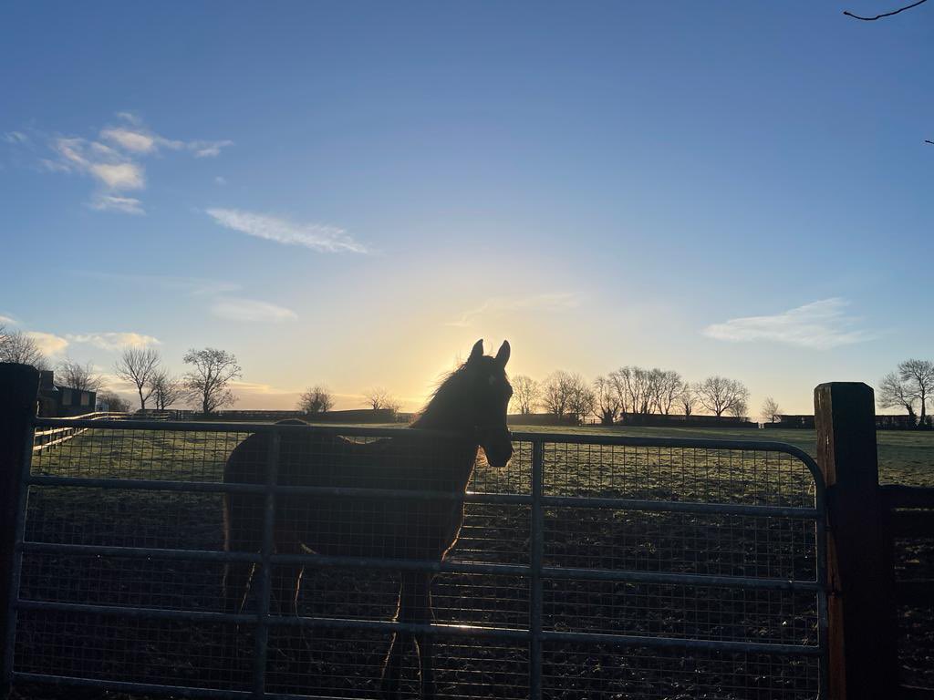 Early morning sunlight making this weanling look angelic - #wintersunrise