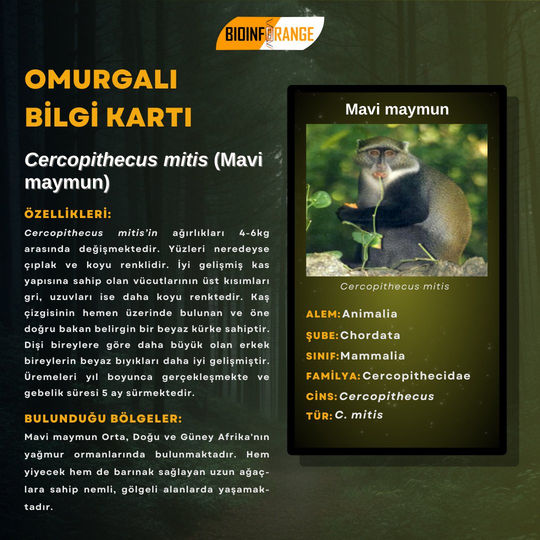 bioinforange's tweet image. Günün omurgalısı! 🦧

OMURGALI  BİLGİ KARTI: 𝘊𝘦𝘳𝘤𝘰𝘱𝘪𝘵𝘩𝘦𝘤𝘶𝘴 𝘮𝘪𝘵𝘪𝘴 (Mavi maymun)

Görsel kaynak: animaldiversity.org/accounts/Cerco…

#maymun #monkey #primate #omurgalı #hayvan #canlı #doğa #nature #biyoloji #AcademicChatter #AcademicTwitter #bilimlekalalım
