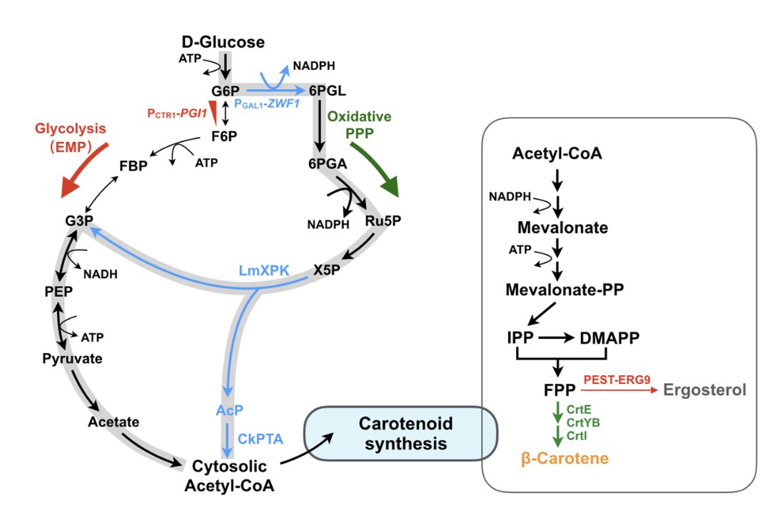 BioDesignR's tweet photo. #ArticleinPress
Multidimensional Optimization of Saccharomyces cerevisiae for Carotenoid Overproduction
#BioDesignResearch #synbio #biodesign
🔗https://t.co/Ys7FHjB9dJ https://t.co/pF6Kec1Urq