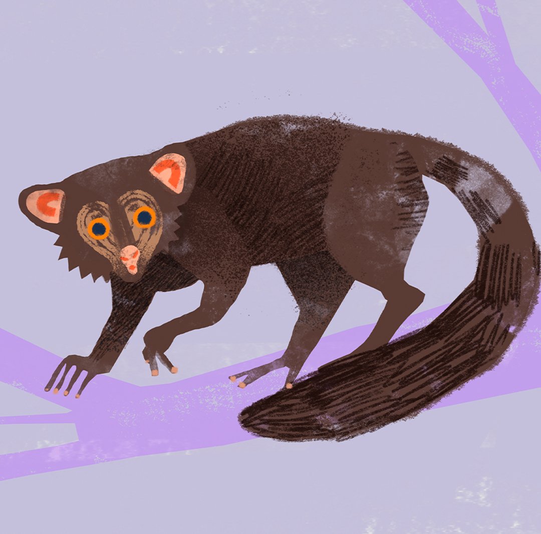Alissa_Thaler's tweet photo. A cheeky Aye Aye peaks from the tree🐒

#kidlitillustration #animalillustration #kidlit #illustration https://t.co/TKfe0LLJxB