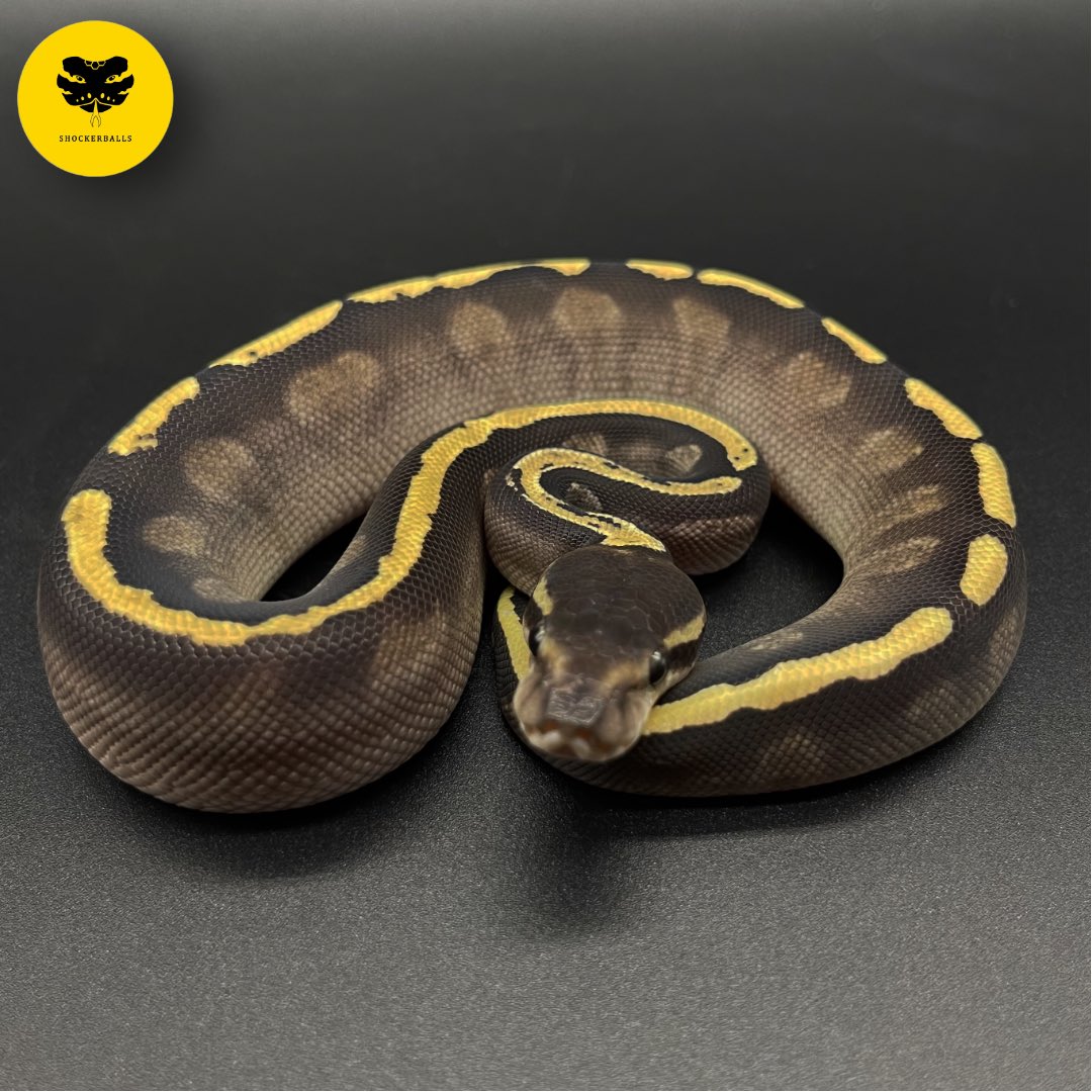 shockerballs's tweet photo. GOT HAVE IT!!!

#shockerballs #ballpython #python #snake #งู https://t.co/R826k6Yio1