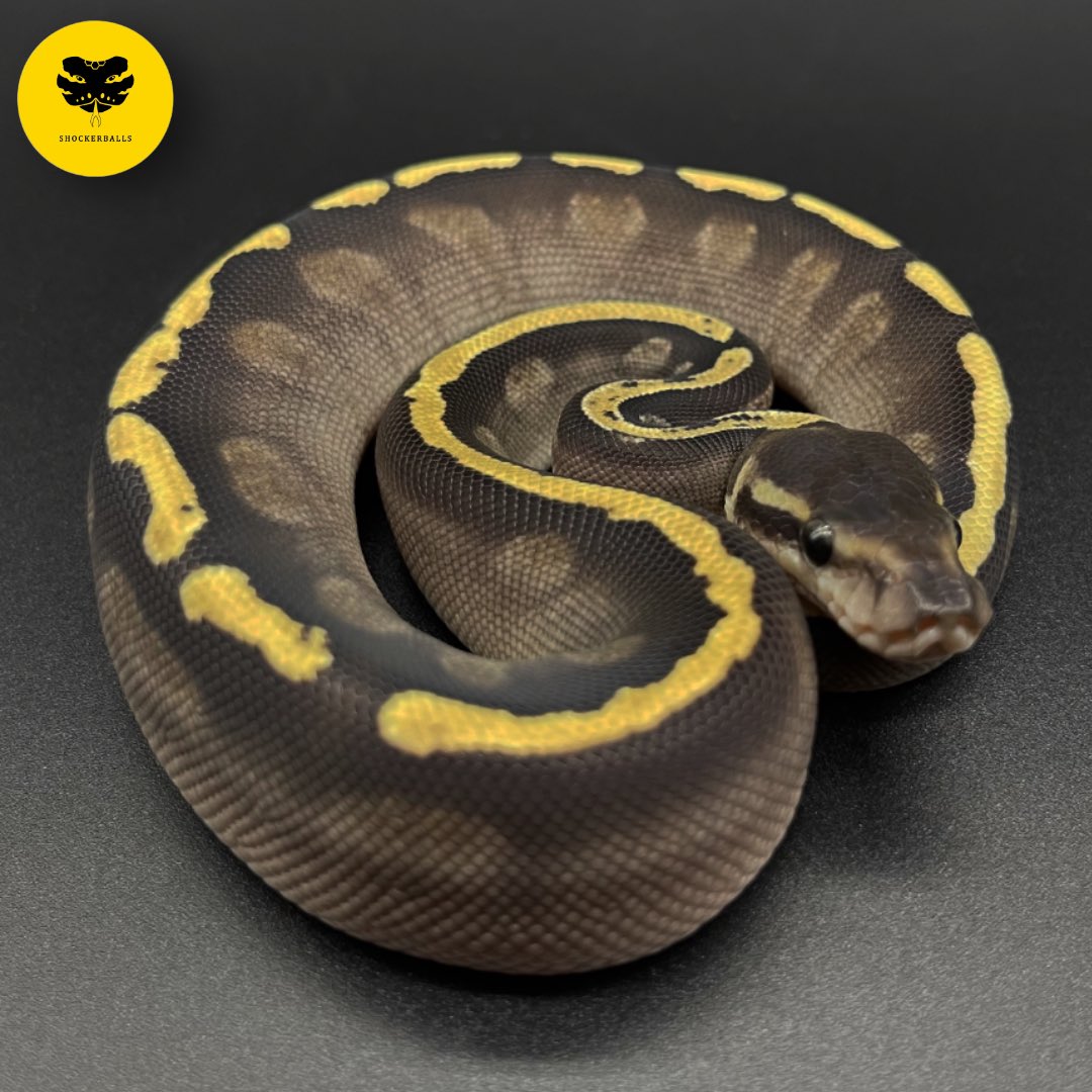 shockerballs's tweet photo. GOT HAVE IT!!!

#shockerballs #ballpython #python #snake #งู https://t.co/R826k6Yio1