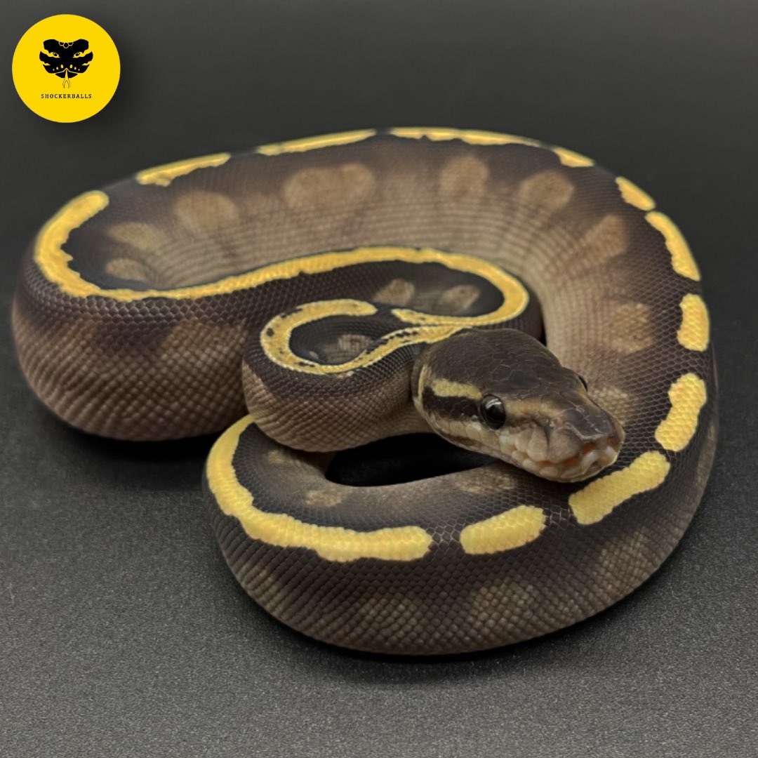 shockerballs's tweet photo. GOT HAVE IT!!!

#shockerballs #ballpython #python #snake #งู https://t.co/R826k6Yio1