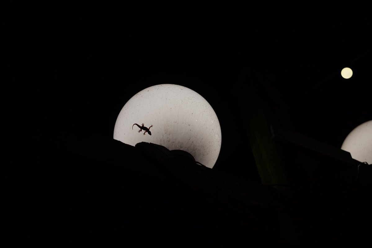 Habu Chan tweet media