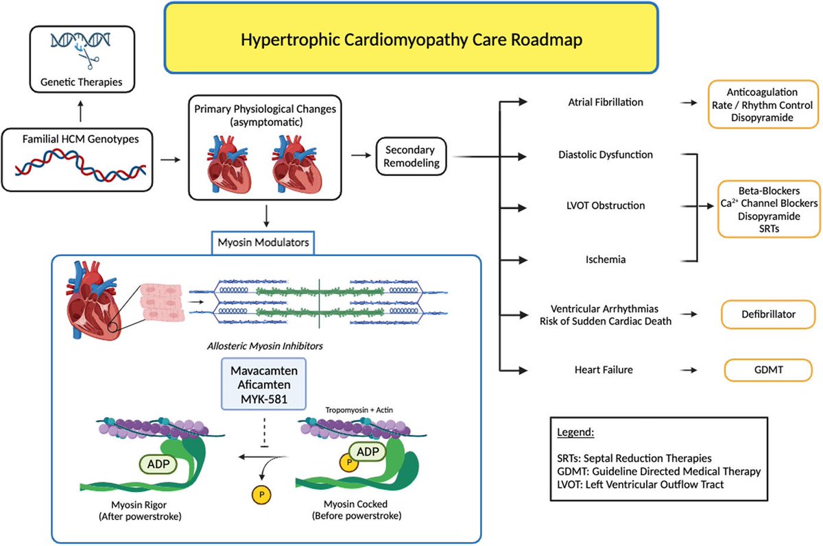 💥 Our review on Pharmacological-Structural Therapies for #HCM: Progressive remodeling resulting in heart failure and atrial fibrillation is an unmet need in HCM care. Myosin modulation might potentially alter this pathway 🫀 👇🏻 doi.org/10.1002/clc.24…
