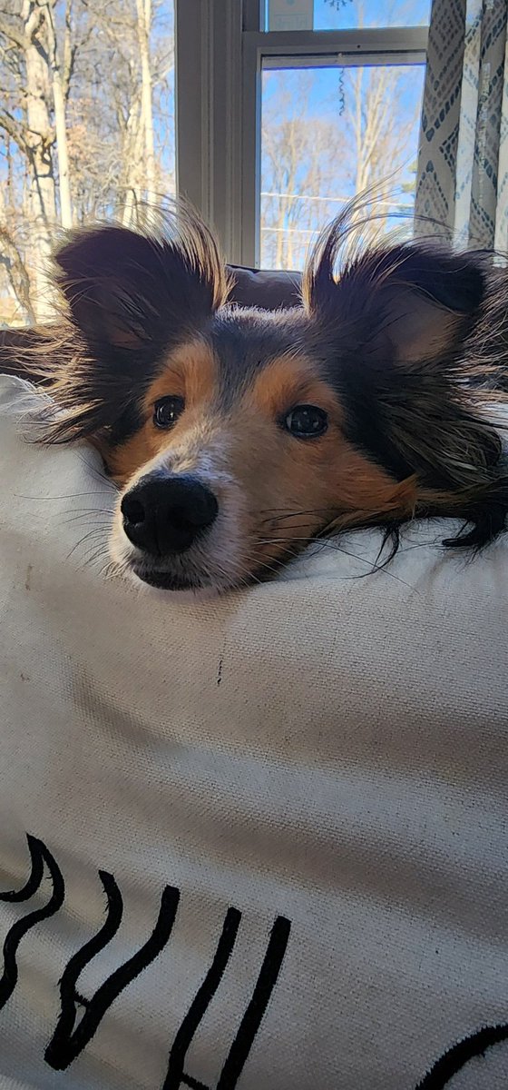 Excuse me, friends! Mergency here, it appears I've lost me body?!?! Clearly mudder not feed me 2nd brefast n I melt away! #dogs #sheltie #dogproblems
