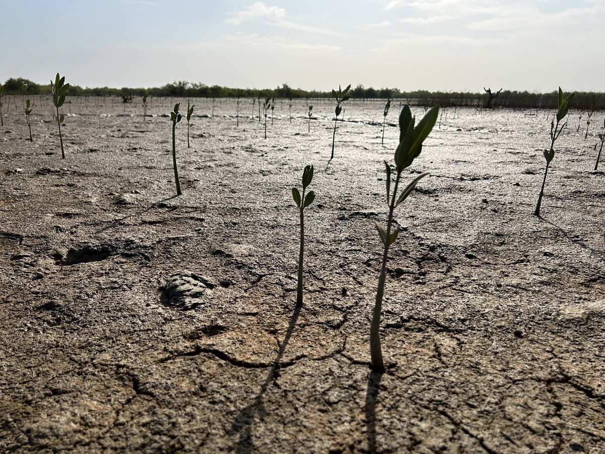 KofodKristensen's tweet photo. In The Gambia to prepare the 2024 planting season together with our local partners. The planting of mangroves in 2023 went very well thanks to our local partners and the local villages who participated in the planting. https://t.co/jpjNoaJOwn