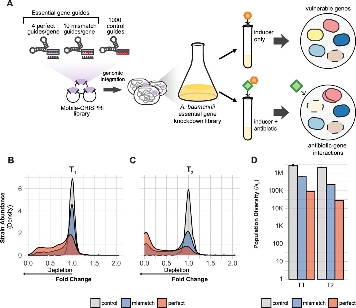 mBio (@mbiojournal) on Twitter photo Applying CRISPRi technology to Acinetobacter baumannii uncovers essential genes in this antibiotic-resistant bacteria, revealing new drug targets and promising avenues for improved treatment strategies. <a href="/Warren_E_Rose/">Warren Rose</a> #mBio journals.asm.org/doi/10.1128/mb… Applying CRISPRi technology to Acinetobacter baumannii uncovers essential genes in this antibiotic-resistant bacteria, revealing new drug targets and promising avenues for improved treatment strategies. <a href="/Warren_E_Rose/">Warren Rose</a> #mBio journals.asm.org/doi/10.1128/mb…