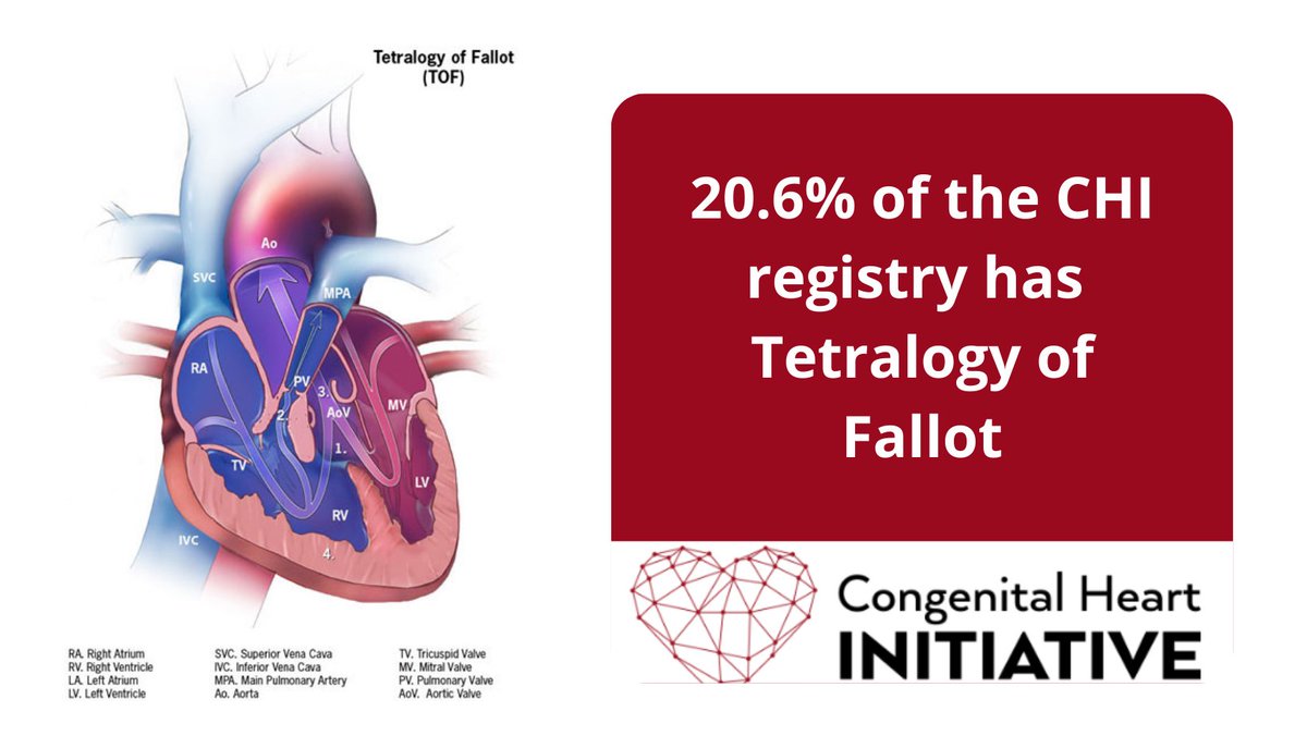 21% of the CHI community lives with Tetralogy of Fallot, according to the latest registry numbers. Do you know someone with this condition or another heart defect who is not involved in the registry? If so, please share this link with them: bit.ly/3CIIWa7 #CHDaware