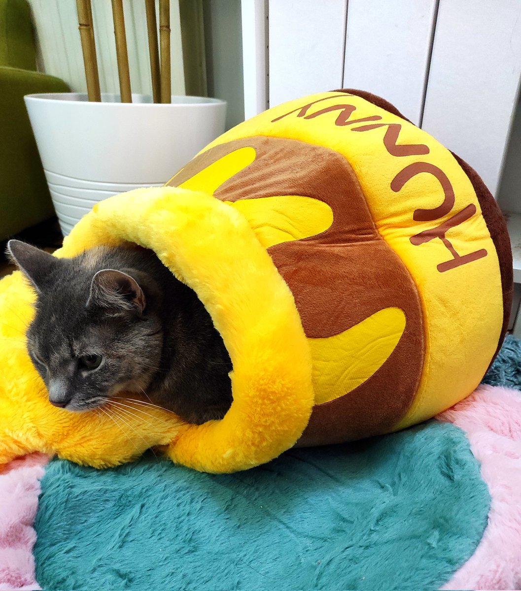 Oh no someone spilled the hunny pot 😱🍯