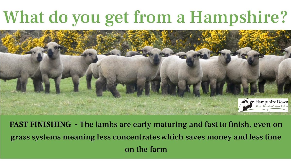 This is what the Hampshire is renowned for - fast and easy finishing. So if you struggled to get your lambs away quickly in 2023 then try a Hampshire tup this year :)