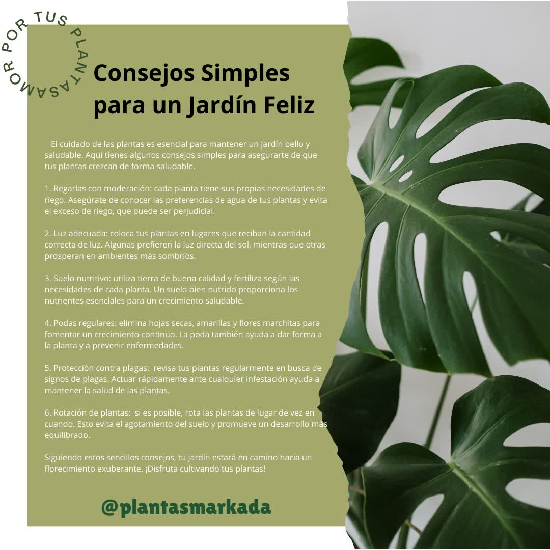 Damy2271's tweet photo. Descubre la alegría de cultivar un jardín feliz con estos consejos simples. Desde la elección de las plantas adecuadas hasta la atención diaria, encontrarás la clave para florecer junto a tus plantas. 🌼💚 #JardínFeliz #ConsejosDeJardinería #VerdeVida https://t.co/YyKTbZ9RRN