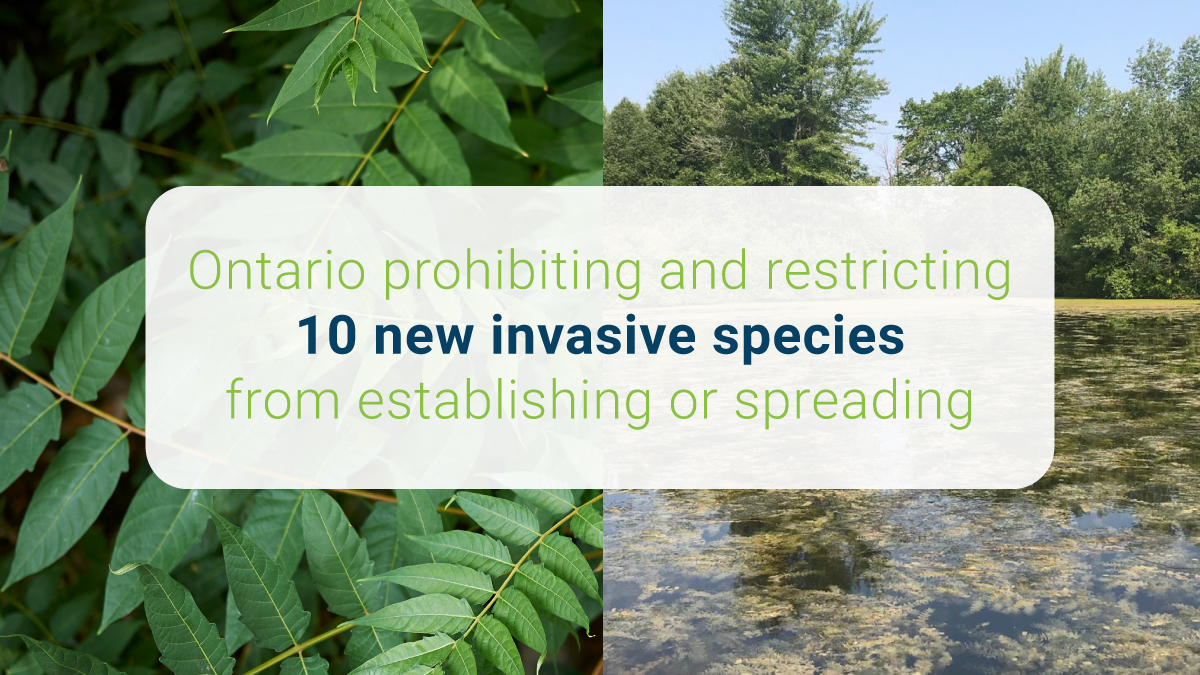 IN CASE YOU MISSED IT |  Ontario is prohibiting or restricting 10 new invasive species and four groups of similar species under the Invasive Species Act. This includes certain fish, aquatic plants, terrestrial plants, and invertebrates. Learn more: bit.ly/41p6aOq