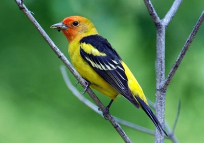 USGSLandCover's tweet photo. Fun Fact: Percent forest type and canopy cover were top 10 predictors of bird migration stopover density in this new study. National Land Cover Data – #NLCD 2016 and 2019 supports research into why migrating birds stop in some areas and not others. https://t.co/7j2ER7a1Wj https://t.co/0QuouhLT8F