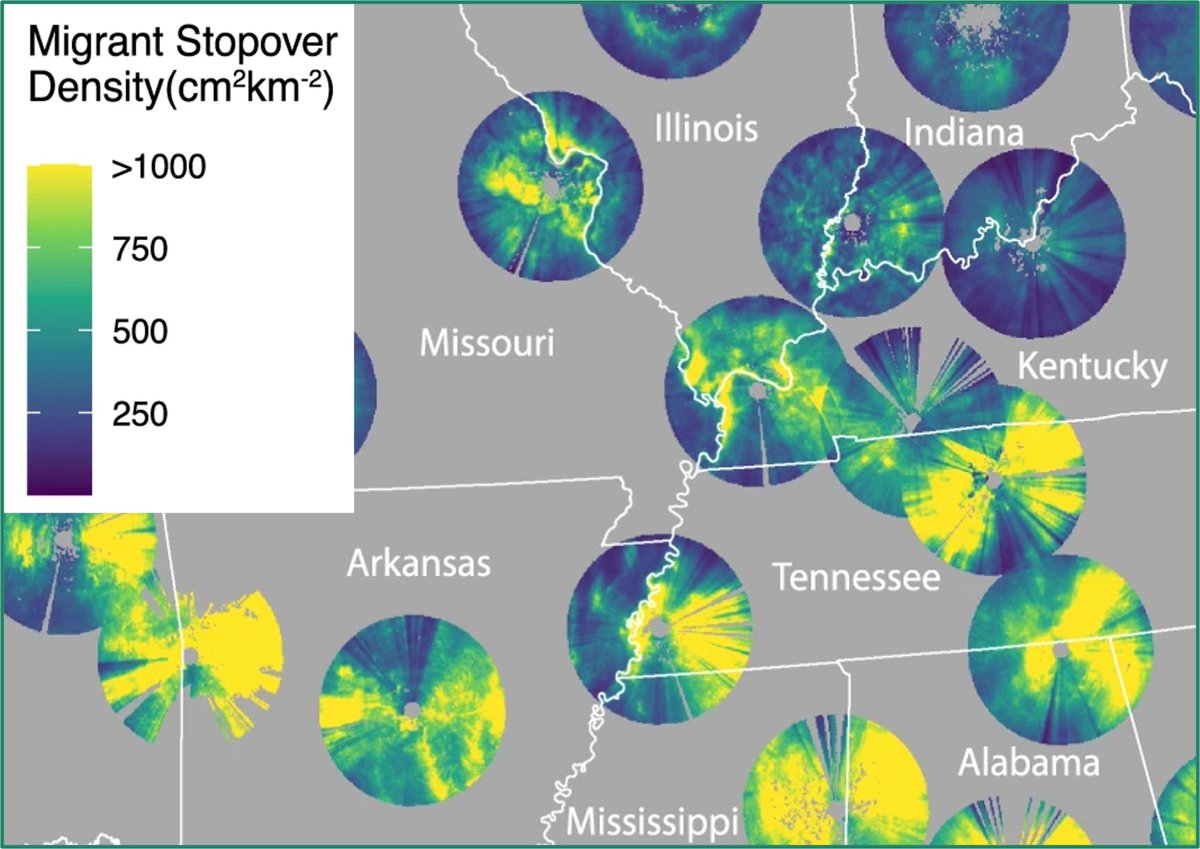 USGSLandCover's tweet photo. Fun Fact: Percent forest type and canopy cover were top 10 predictors of bird migration stopover density in this new study. National Land Cover Data – #NLCD 2016 and 2019 supports research into why migrating birds stop in some areas and not others. https://t.co/7j2ER7a1Wj https://t.co/0QuouhLT8F
