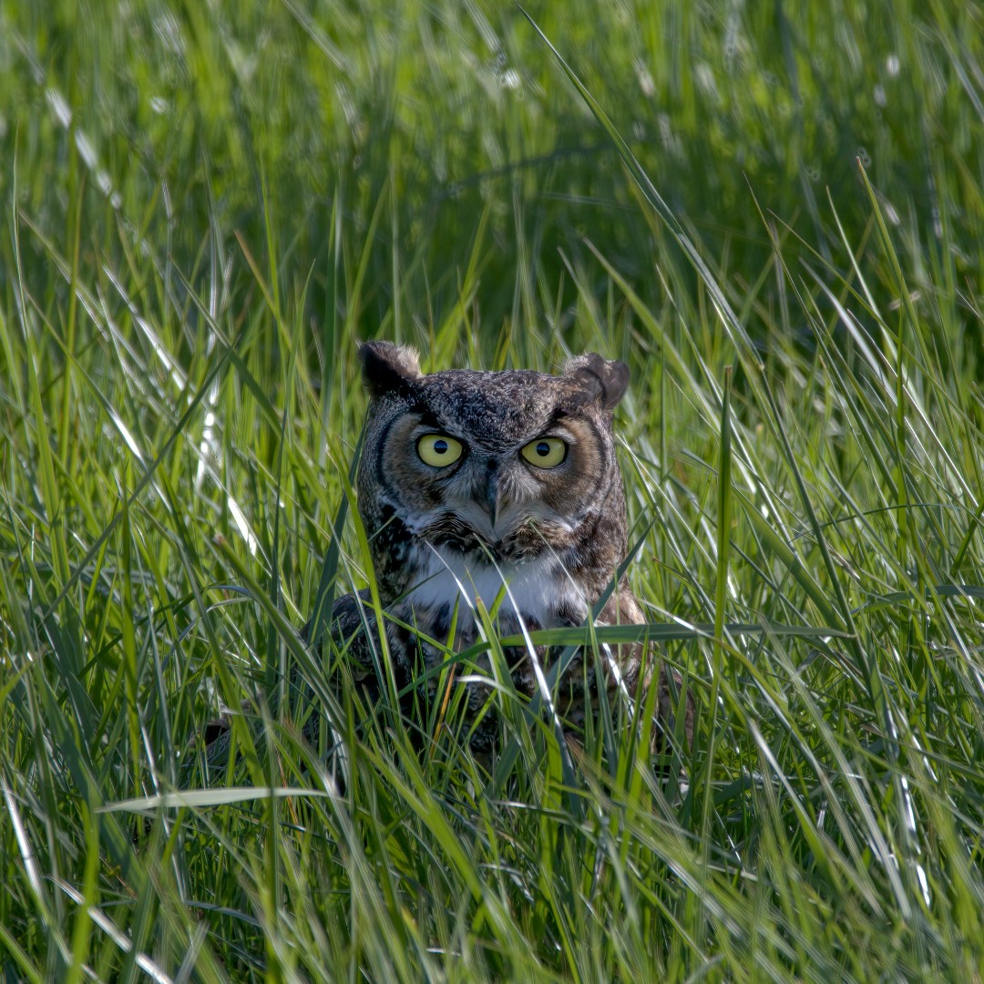 NWF's tweet image. What the hoot are you looking at 🦉

Oh wait, it's #NationalBirdDay! Despite its name, the great horned owl doesn’t actually have horns. Instead, it has tufts of feathers on either side of its head, which resemble horns or ears. 

📸: USFWS/Jake Bonello
📝: Great horned owl