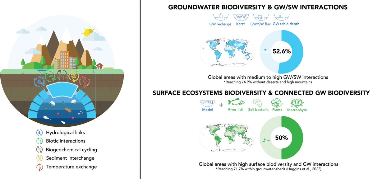 Global Change Biology (@globalchangebio) on Twitter photo REVIEW
Groundwater is a hidden global keystone ecosystem
📄 onlinelibrary.wiley.com/doi/full/10.11…
@MattiSacco @surge_group <a href="/Curtin_TrEnD/">TrEnD Lab</a> <a href="/stefanomammola1/">Stefano Mammola</a> <a href="/biodiv_DarCo/">DarCo</a> REVIEW
Groundwater is a hidden global keystone ecosystem
📄 onlinelibrary.wiley.com/doi/full/10.11…
@MattiSacco @surge_group <a href="/Curtin_TrEnD/">TrEnD Lab</a> <a href="/stefanomammola1/">Stefano Mammola</a> <a href="/biodiv_DarCo/">DarCo</a>