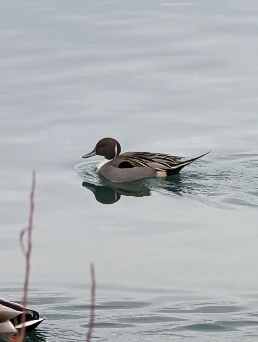 Dan Birkenbergs (@dbirk71) on Twitter photo Today is #NationalBirdDay so I thought I'd share a pic of this Northern Pintail drake I took recently in a Toronto park! #birding <a href="/BirdsCanada_ON/">Birds Canada - Ontario Region</a> <a href="/BirdsCanada/">Birds Canada</a> Today is #NationalBirdDay so I thought I'd share a pic of this Northern Pintail drake I took recently in a Toronto park! #birding <a href="/BirdsCanada_ON/">Birds Canada - Ontario Region</a> <a href="/BirdsCanada/">Birds Canada</a>