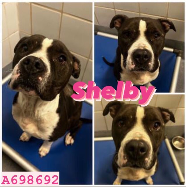 🆘 SWEET, NEGLECTED & WOUNDED AMSTAFF DOG IS BEING KILLED TODAY 1/5⏰BY SA ACS

SHELBY💝#A6986923yo 3yo 45.7 lbs, hw-
🚨📝dorsal thorax multif. ulc. puncture wounds w softtissue edema & pockets of floc edema,
pos for hookworms
To #foster 📧 acsrescue-foster@sanantonio.gov
#PLEDGE