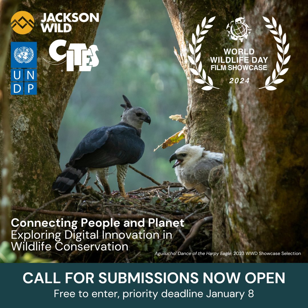 Just a few more days remain to submit your project to the 2024 World Wildlife Day Showcase before our priority deadline! 📅 Did you know it's FREE to enter? Learn more and submit today: jacksonwild.org/digital-innova…