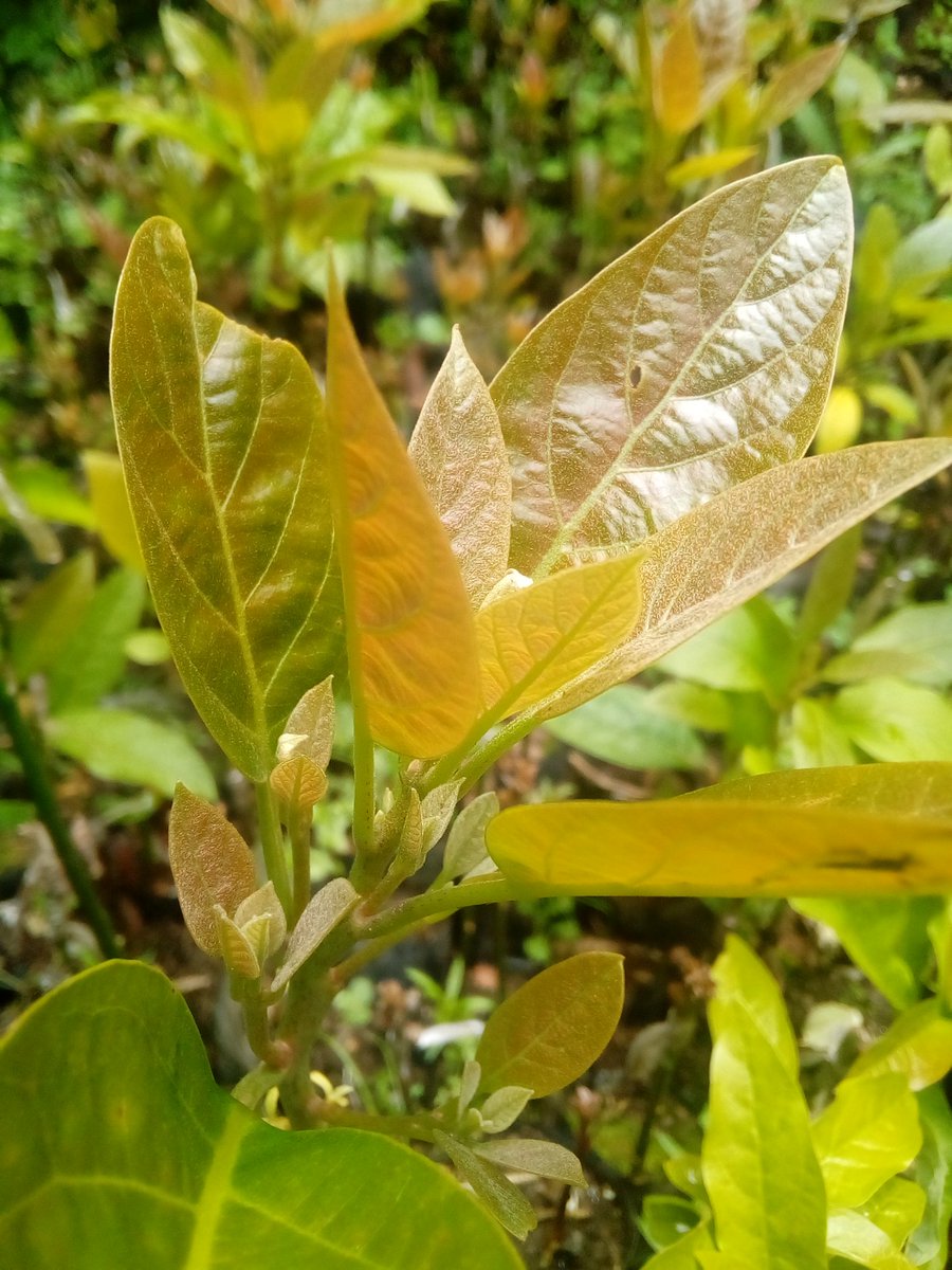 #onetreeperhousehold initiative
Welcome again to @KoDIRuTINyabihu.
Yours are there, more #seedlings of #passionfruit, #avocado, lemon,#papaya and #agro-forestry trees
Location: #nyabihu -mukamira-rurengeri.