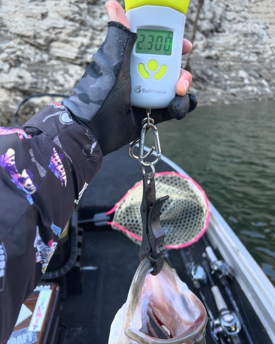 R50BASS's tweet photo. 初釣りin早明浦ダム
1発狙いでウィンデーサイドのシャローやり切り55cm 2300g頭に45、45、40、40あるなしの5本キャッチで今年の釣行スタート💪💪💪
#zpi #zelos #レジットデザイン
#ワイルドサイド #wsc72h #wsc72mh
#bassmania https://t.co/mDePV5lLKI