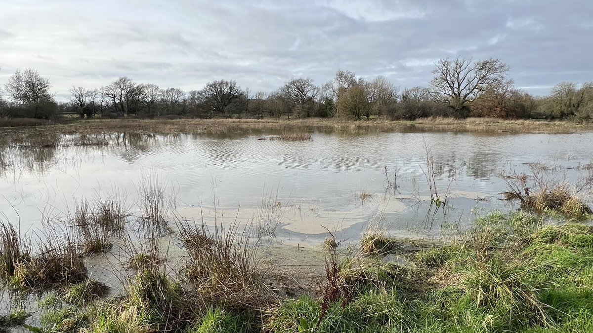SirGeogy's tweet photo. ‼️Worst we’ve seen so far at #Horley today! turds float into public area, sewage fungus on footpaths, whole LAKES of sewage in fields contaminated with algal blooms and Cyanobacteria from raw sewage .. next to housing. Direct locals from walking straight into streams of sewage 🤢 https://t.co/FC1DOFH4AX