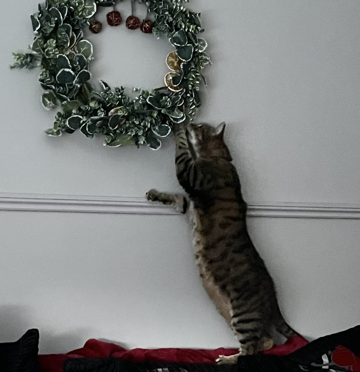 DanHitchens's tweet image. I think Bas is saying it’s time to take the #ChristmasDecorations down🤣 #CatsOfTwitter #CatsOfCheshire #NorthwichCats #cheshireLife🐈