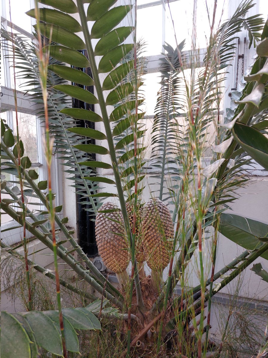 Put the kettle on, settle in an armchair and turn on @BBCGQT ... I've been in Sheffield with the team on a chilly day! Listen out for this amazing plant held in the botanical garden's pavilion.