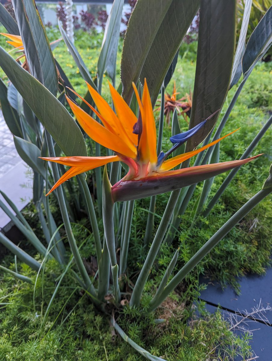 A prime specimen.
#BirdOfParadise